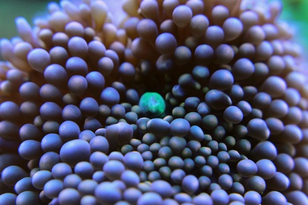 Macro underwater photography coralの素材