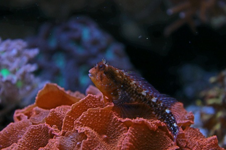 Red blenny marine fishの素材
