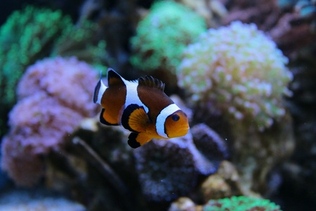 For reefers is Clownfish, for every other is Nemoの素材