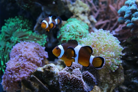 For reefers is Clownfish, for every other is Nemoの素材