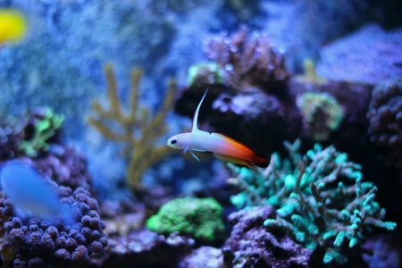 Firefishの素材