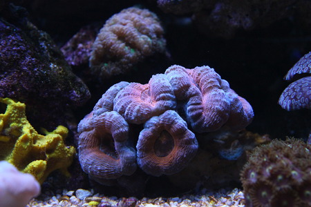 Multicolored LPS coralの写真素材