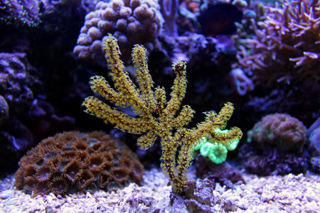 Yellow Polyps Gorgonian colony coralの写真素材