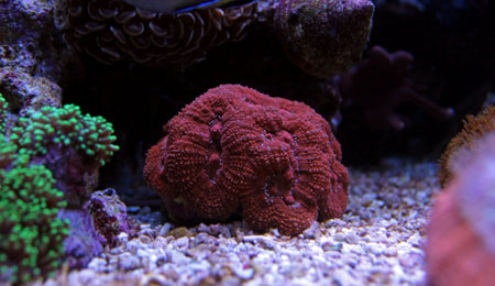 Colorful Lobophyllia LPS coral in reef aquarium