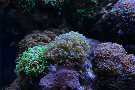 Euphyllia corals in reef tankの写真素材