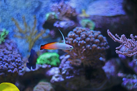 Firefish Goby