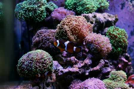 Nemo (Ocellaris Clownfish)の写真素材
