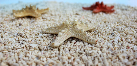 Seastars on white sandの写真素材
