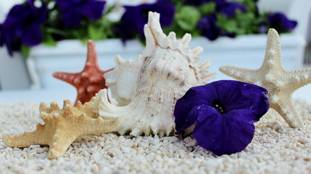 Beach ornamentsの写真素材