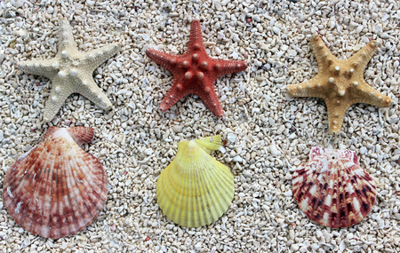 Starfish on white sandの写真素材