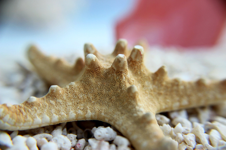 Macro shot on sand starfishの写真素材