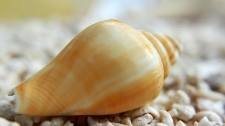 Macro shell on white beachの写真素材