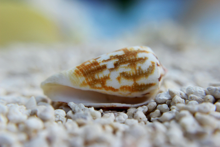 Conch shell on white beachの写真素材
