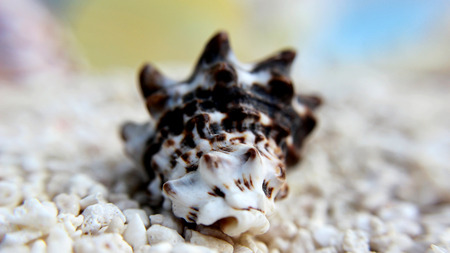 Conch shell on white sandの写真素材