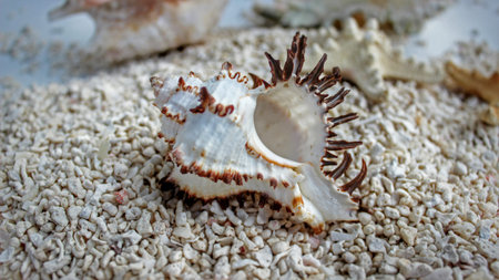 Conch shell on white sand beach