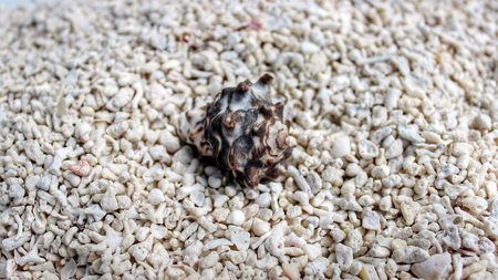 Conch shell on white sand beachの写真素材