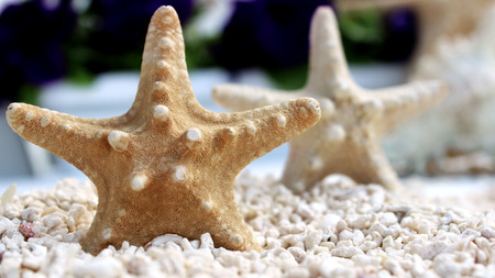 Seastar on the beachの写真素材