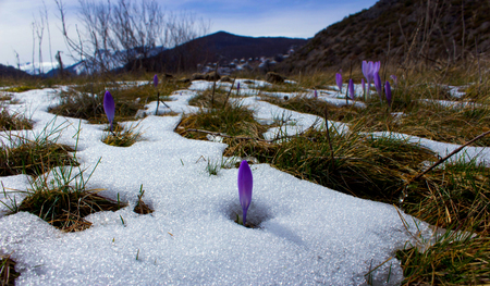 Crocus bloom fighting with snowの写真素材