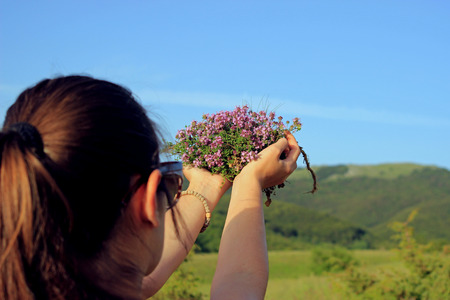 Thymus serpyllum natural tea from mountainの写真素材