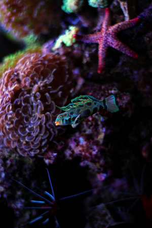 Green Mandarin fish in coral reef aquariumの写真素材
