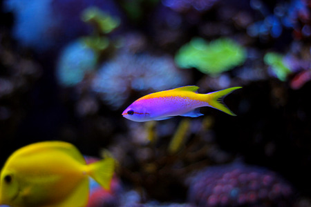 Evansi Anthias in reef aquarium tankの写真素材