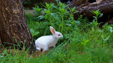 White Rabbit in to the woodsの写真素材