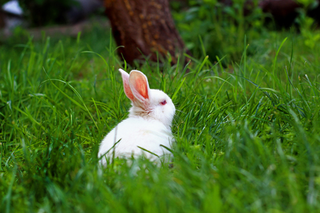 White Rabbit in to the woodsの写真素材