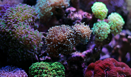 Euphyllia LPS Coral in reef tankの写真素材