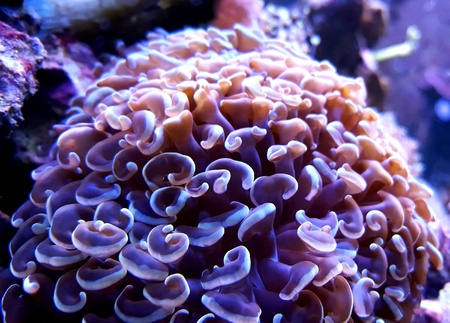 Euphyllia Hammer LPS coralの素材