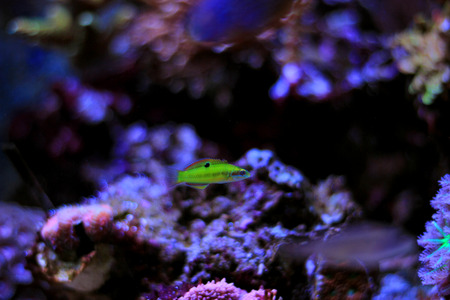 Green moon wrasse (Thalassoma pavo)の写真素材