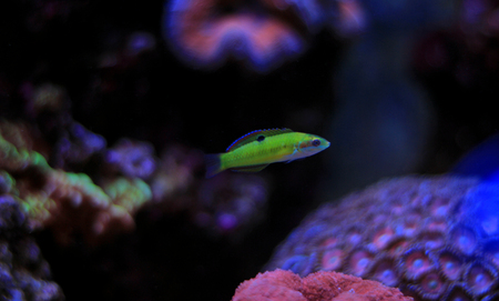 Green moon wrasse (Thalassoma pavo)の写真素材