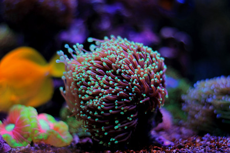 Euphyllia Torch coralの写真素材