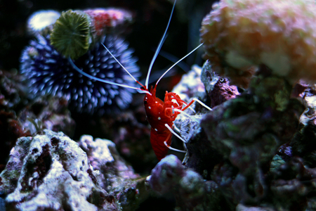 Red Fire shrimp - Lysmata Debeliusの写真素材