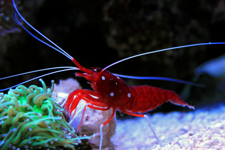 Red Fire shrimp - Lysmata Debeliusの写真素材