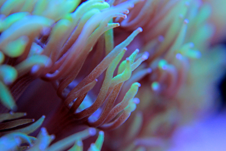 Goniopora lps coral in aquariumの写真素材