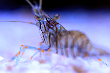 Cristal Shrimp - Palaemon Elegansの写真素材