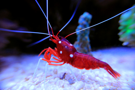 Red Fire shrimp - Lysmata Debeliusの写真素材