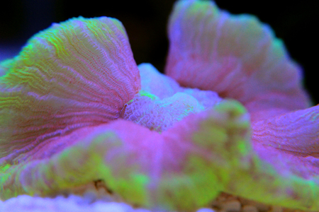 Open brain coral in macro shot in aquarium tankの写真素材