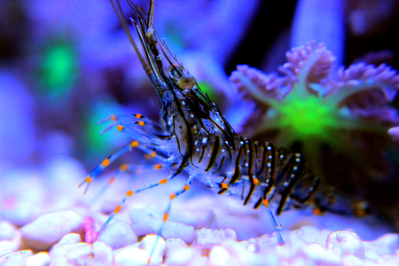 Cristal Shrimp - Palaemon Elegansの写真素材