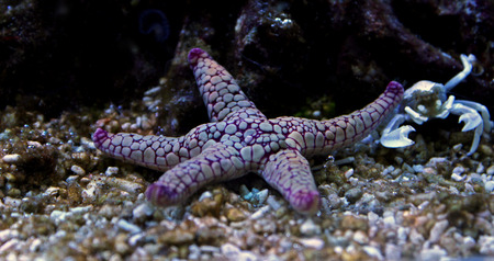 Fromia Seastar in coral reef aquarium tankの写真素材