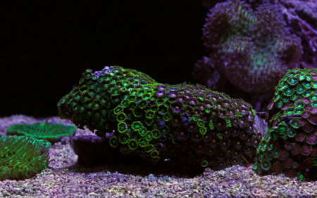 Zoas coral colony garden in coral reef aquarium tank