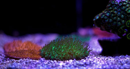 Fungia LPS coral