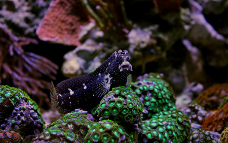 Starry Blenny (Salarias ramosus)の写真素材