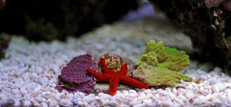 Fromia Indica red starfish