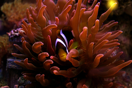 Clarkii Clownfish (Amphiprion clarkii)の写真素材
