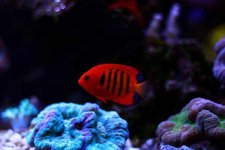 Flame Angelfish (Centropyge loricula)