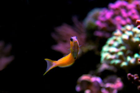 Midas Blenny (Ecsenius midas)