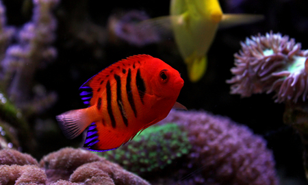 Flame Angelfish (Centropyge loricula)の写真素材