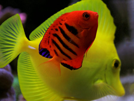 Flame Angelfish (Centropyge loricula)