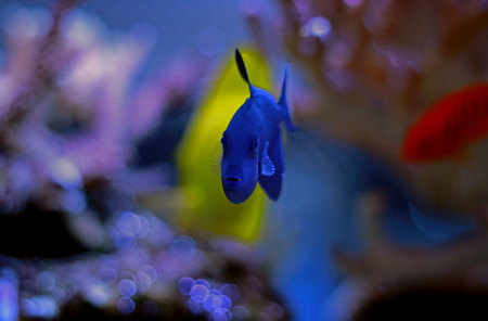 Niger Triggerfish (Odonus niger)の写真素材